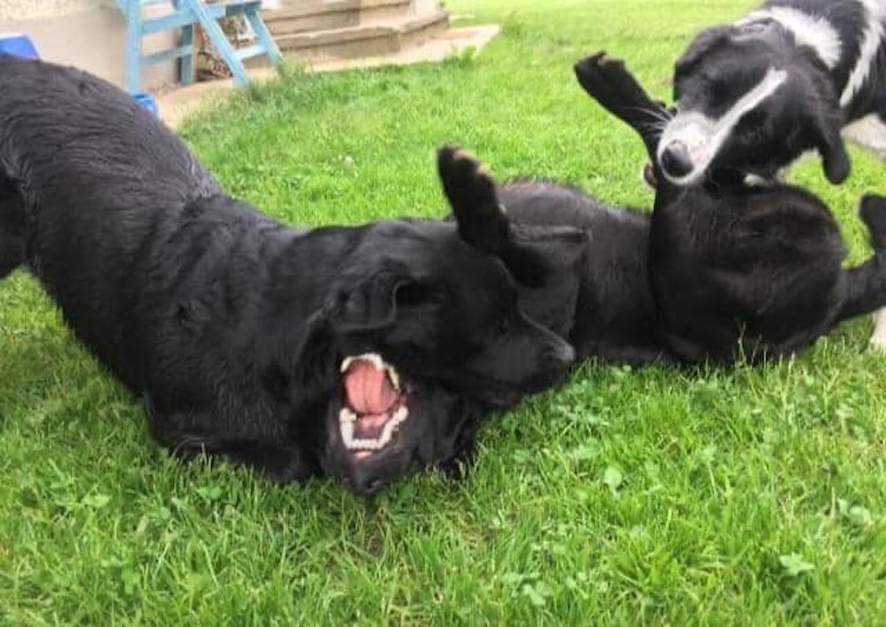Kellerstöckl am veganen Bio-Lebenshof Varm - die vegane Farm - nur für Hundefreunde und Naturliebhaber empfohlen !! Sulb Exterior foto